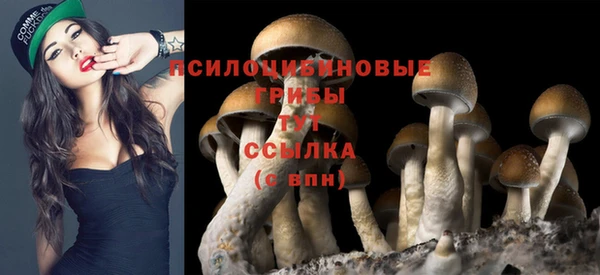прущие грибы Богородск